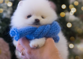 Teddy bear boo Pomeranian yavrularımız